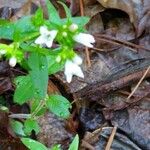 Houstonia purpurea Liść