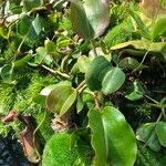 Nepenthes truncata عادت داشتن