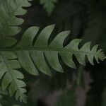 Pteris fauriei برگ