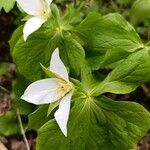 Trillium flexipes 叶