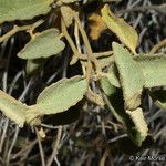 Hibiscus denudatus Blad