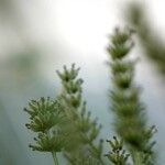 Lavandula latifolia Blatt