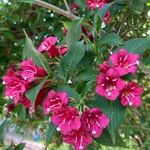 Weigela hortensis Flower