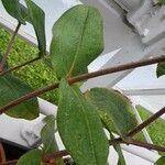 Medinilla scortechinii Leaf