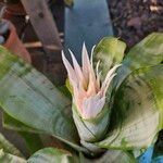 Aechmea fasciataŽiedas