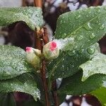 Camellia sasanqua Lehti