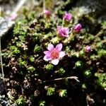 Saxifraga retusa Прочее