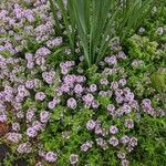 Thymus longicaulis 葉