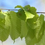 Fagus grandifolia Цвят