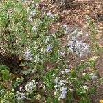 Symphyotrichum cordifoliumBlad