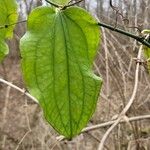 Smilax tamnoides Blatt