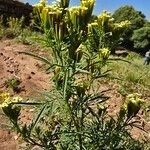 Tagetes minuta برگ