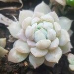 Echeveria laui Blad