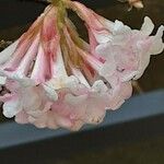 Viburnum × bodnantense Blomma