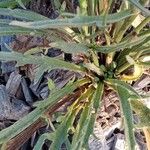 Catananche caerulea Fuelha