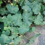 Alchemilla mollis Liść