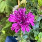 Monarda didyma Kvet