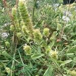 Sideritis hyssopifolia Otro