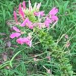 Cleome houtteanaFlower