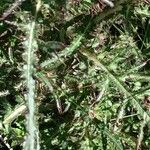Cirsium palustre Deilen