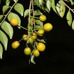 Picramnia antidesma Fruit