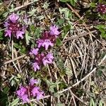 Thymus praecox Fleur