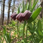 Fritillaria tubaeformis Tervik taim