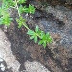 Galium murale ഇല