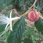 Ryania speciosa Flower