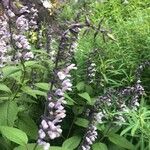 Salvia leucantha फूल