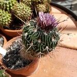 Stenocactus vaupelianus Агульны выгляд