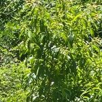 Prunus persica Leaf