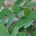 Indigofera suffruticosa ഇല