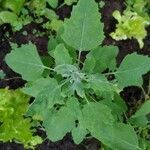 Chenopodium quinoaLeaf