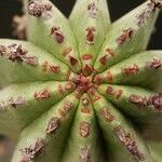 Euphorbia polygona Bark