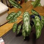 Aglaonema commutatumЛіст