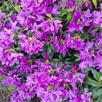 Rhododendron ponticumBlodyn