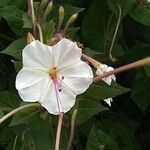 Mirabilis longiflora 花