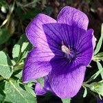Platycodon grandiflorus Flower