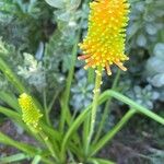 Kniphofia linearifolia Leaf