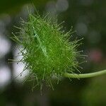 Passiflora foetida Vrucht