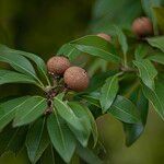 Manilkara zapota फल