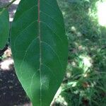 Antidesma madagascariense Leaf