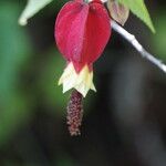 Abutilon megapotamicum Květ