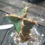Euphorbia resinifera Other