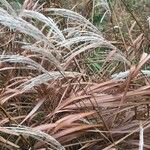 Miscanthus sacchariflorus Folha