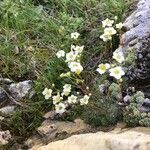 Saxifraga squarrosa Floare