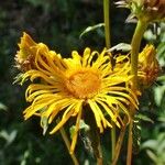 Inula salicina 花