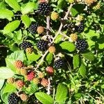 Rubus ulmifolius Fruit