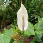 Anthurium nymphaeifolium Floare